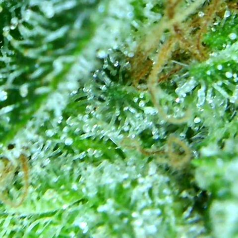 Green Crack growlog timeline photo