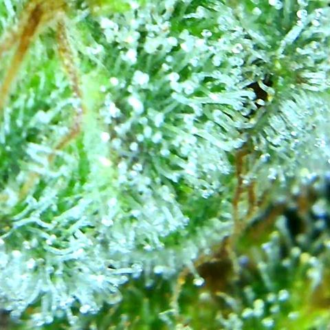 Green Crack growlog timeline photo