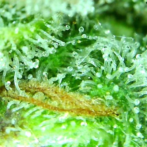 Green Crack growlog timeline photo