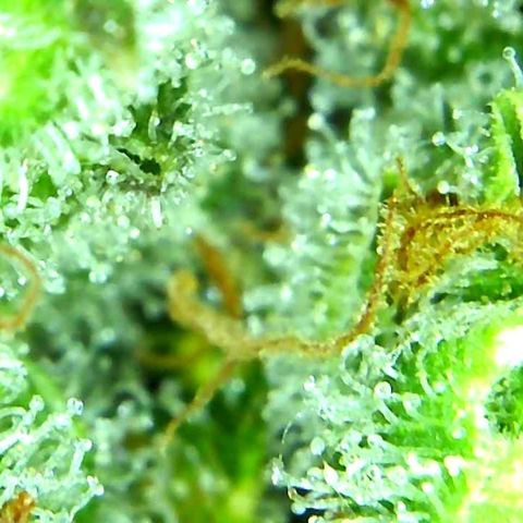 Green Crack growlog timeline photo