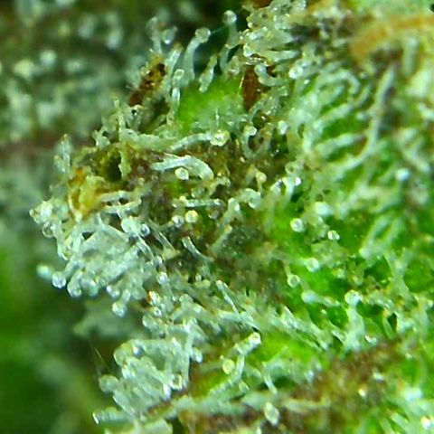 Green Crack growlog timeline photo