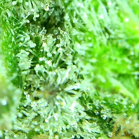 Green Crack growlog timeline photo