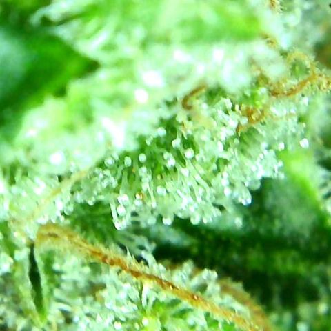 Green Crack growlog timeline photo