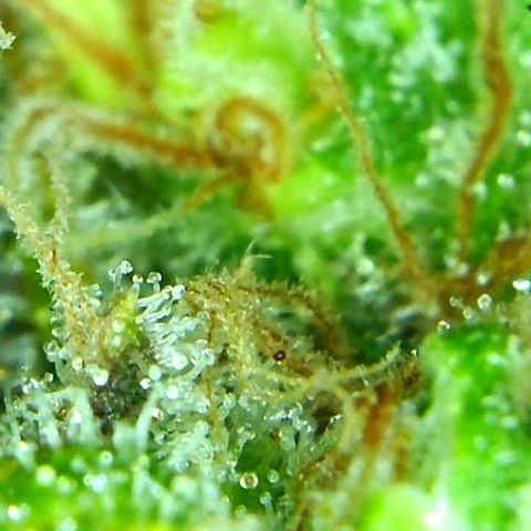 Green Crack growlog timeline photo