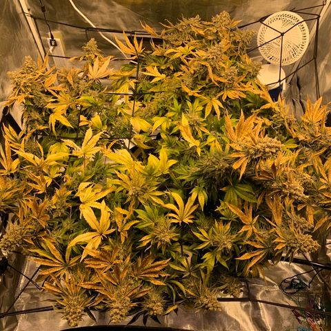 Green Crack growlog timeline photo