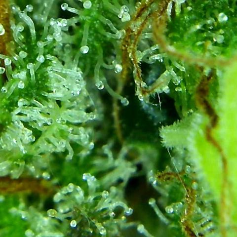 Green Crack growlog timeline photo