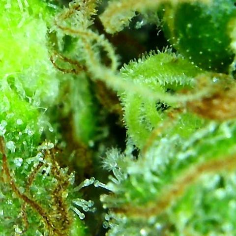 Green Crack growlog timeline photo