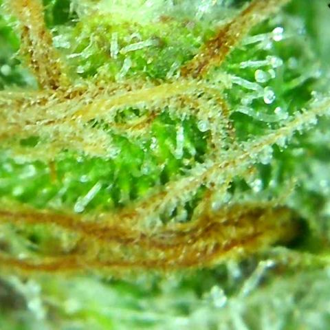 Green Crack growlog timeline photo