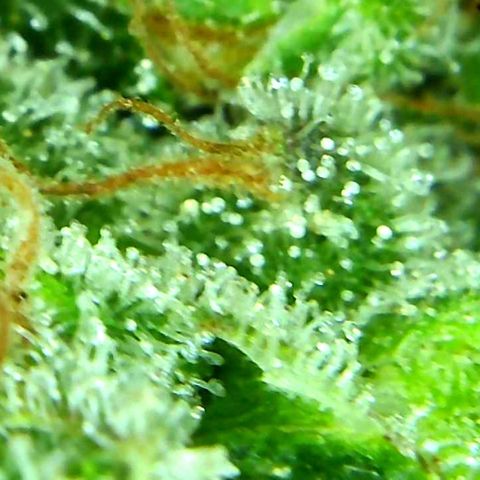 Green Crack growlog timeline photo