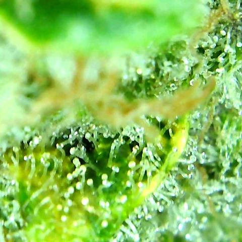 Green Crack growlog timeline photo