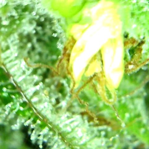 Green Crack growlog timeline photo