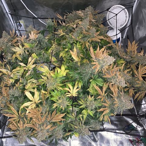 Green Crack growlog timeline photo