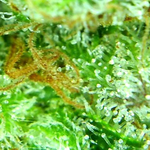 Green Crack growlog timeline photo