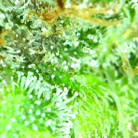 Green Crack growlog timeline photo