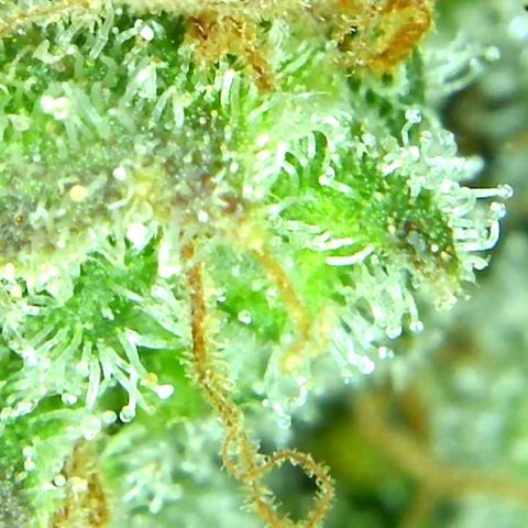 Green Crack growlog timeline photo