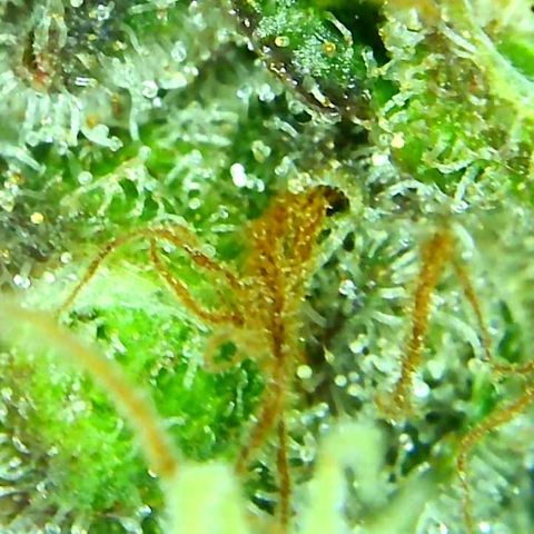 Green Crack growlog timeline photo