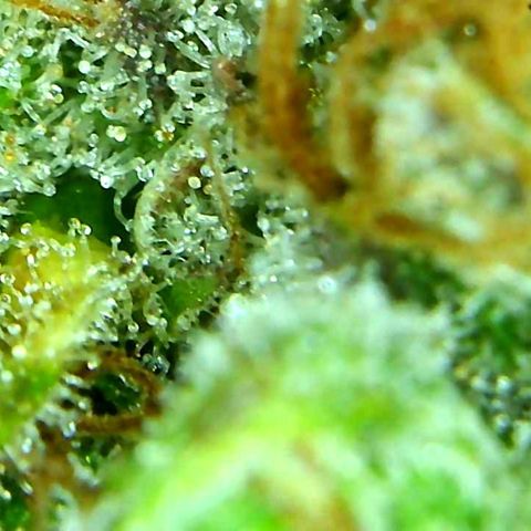 Green Crack growlog timeline photo