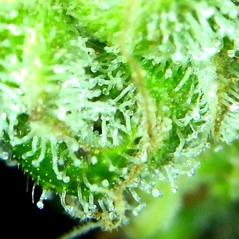 Green Crack growlog timeline photo