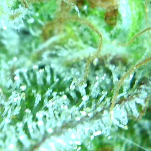 Green Crack growlog timeline photo