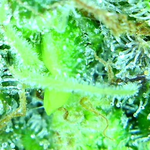 Green Crack growlog timeline photo