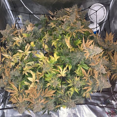Green Crack growlog timeline photo