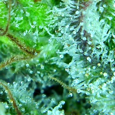 Green Crack growlog timeline photo