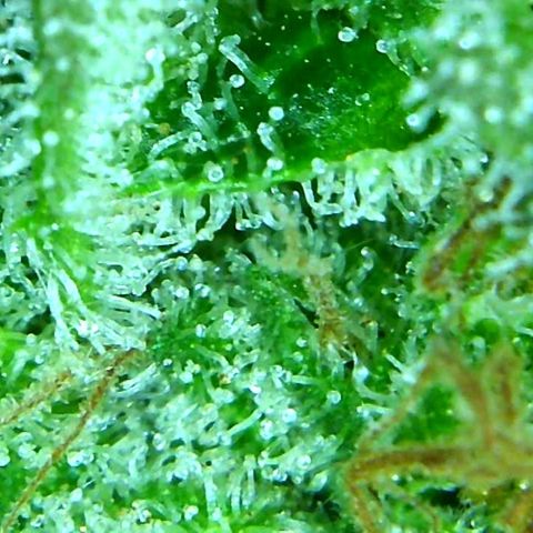 Green Crack growlog timeline photo