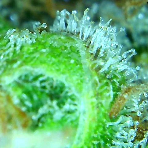 Green Crack growlog timeline photo