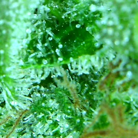 Green Crack growlog timeline photo