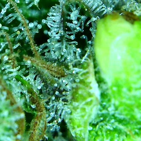 Green Crack growlog timeline photo