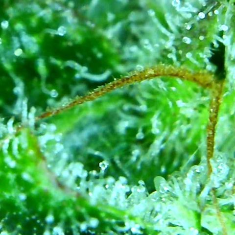 Green Crack growlog timeline photo