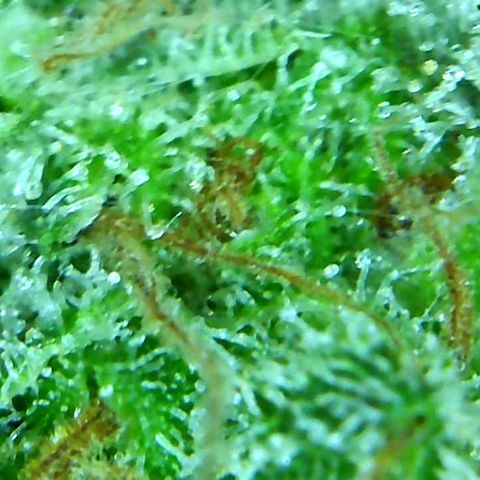 Green Crack growlog timeline photo