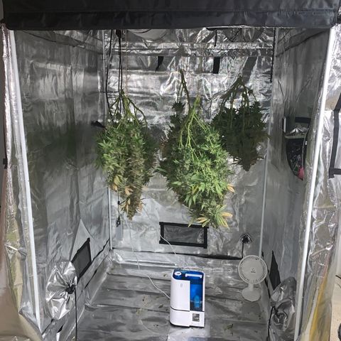 Green Crack growlog timeline photo