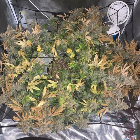 Green Crack growlog timeline photo
