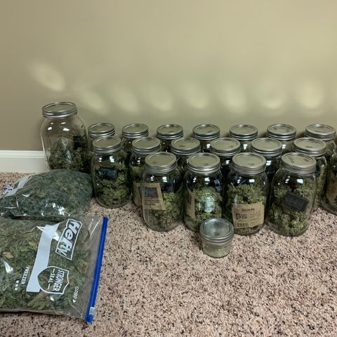 Green Crack growlog timeline photo