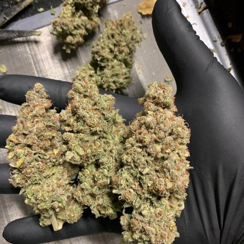 Green Crack growlog timeline photo