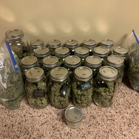 Green Crack growlog timeline photo