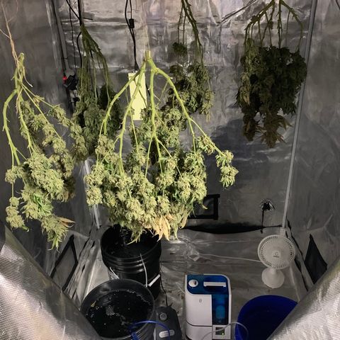 Green Crack growlog timeline photo