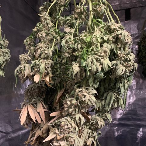 Green Crack growlog timeline photo