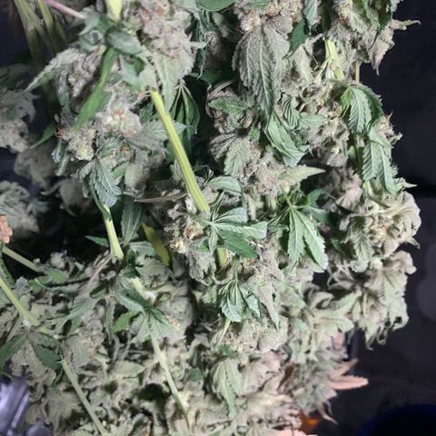 Green Crack growlog timeline photo