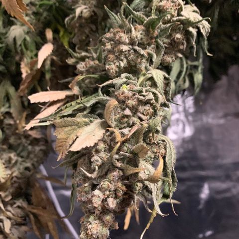 Green Crack growlog timeline photo