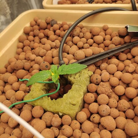 Watermelon Zkittlez growlog timeline photo