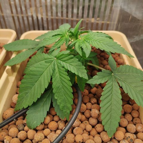 Skunk XL growlog timeline photo