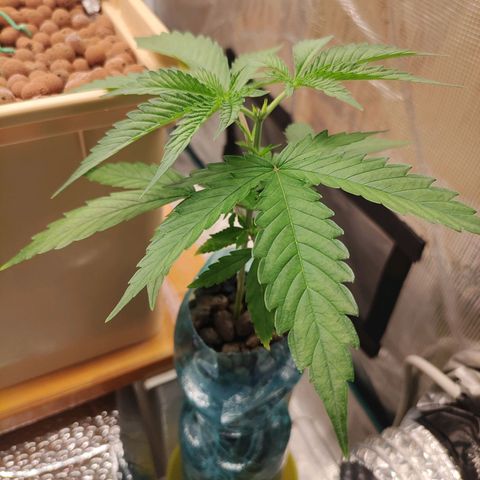 Blackberry Cake growlog timeline photo