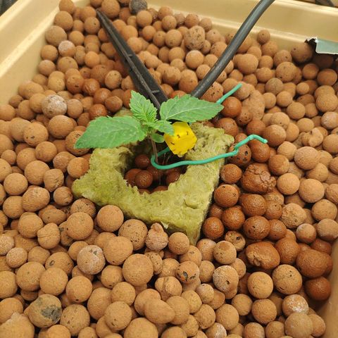 Watermelon Zkittlez growlog timeline photo