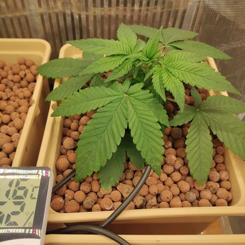 Skunk XL growlog timeline photo