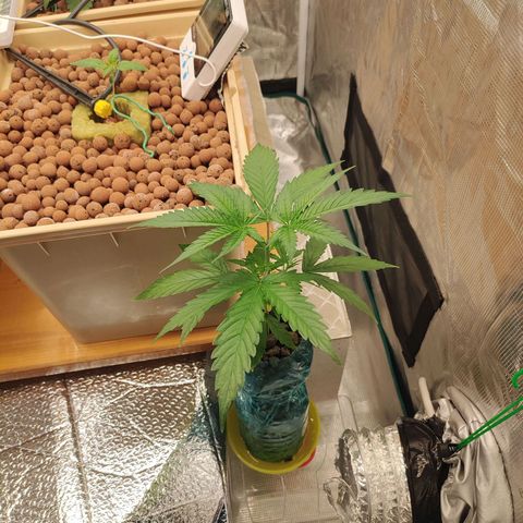 Blackberry Cake growlog timeline photo