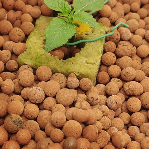 Watermelon Zkittlez growlog timeline photo