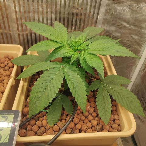 Skunk XL growlog timeline photo