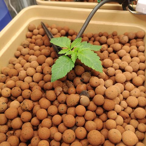 Watermelon Zkittlez growlog photo: Interrata sotto argilla